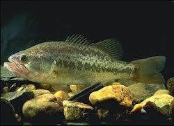 Forelbaars (Black Bass) – Gezonde jonge vissen, Overige soorten