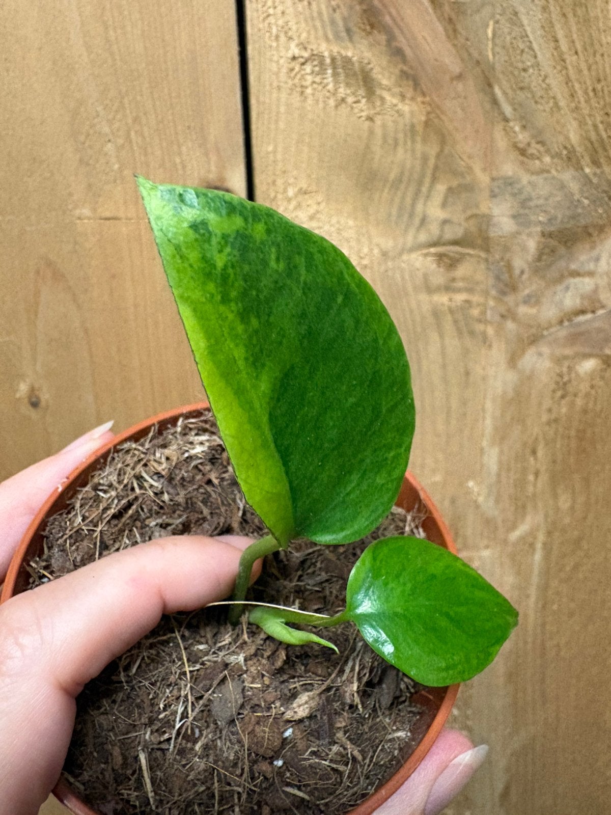 Monstera deliciosa variegata plant green lime aurea marble, Ophalen of Verzenden, Halfschaduw, Minder dan 100 cm