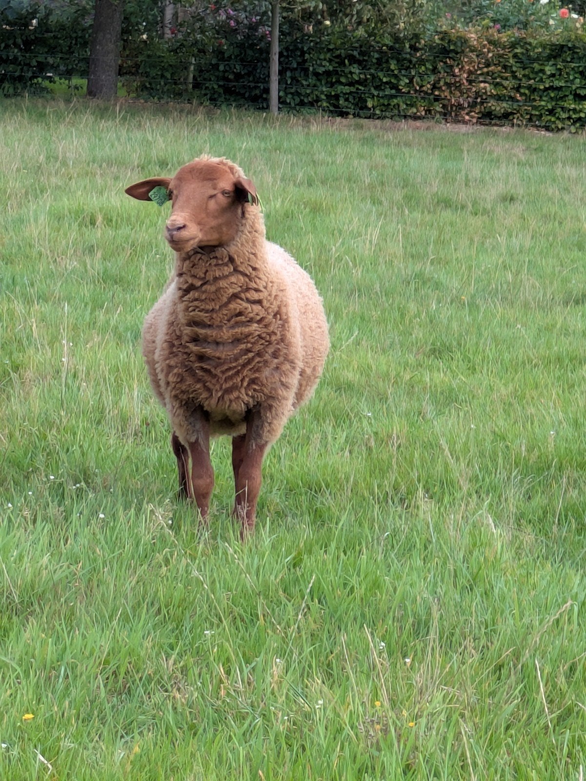 coburger fuchs weide ram, Dieren en Toebehoren, Schapen, Geiten en Varkens, Mannelijk, Schaap