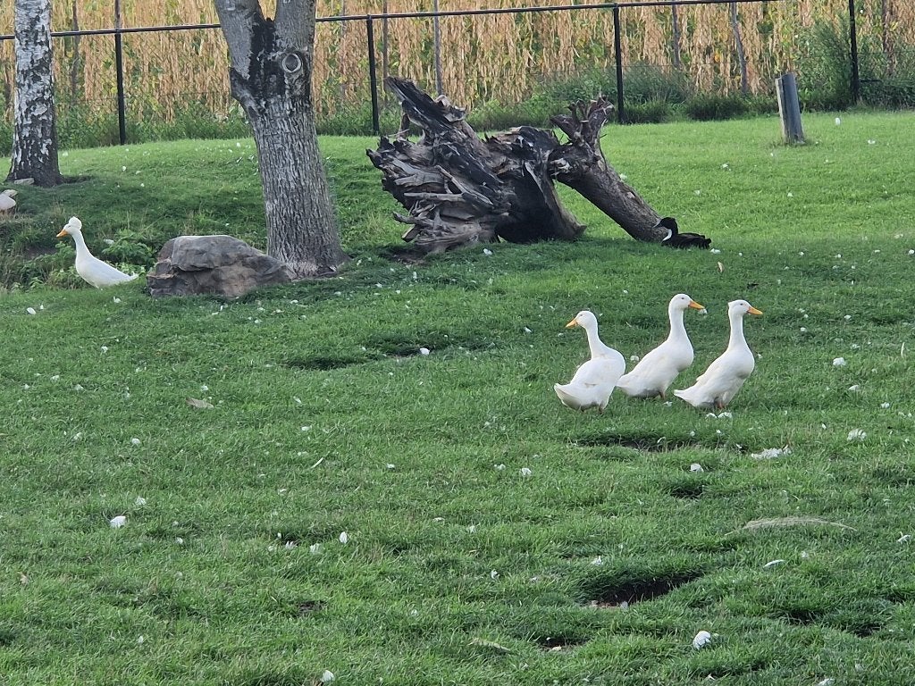 Hollandse Kuifeend, Dieren en Toebehoren, Vrouwelijk, Eend