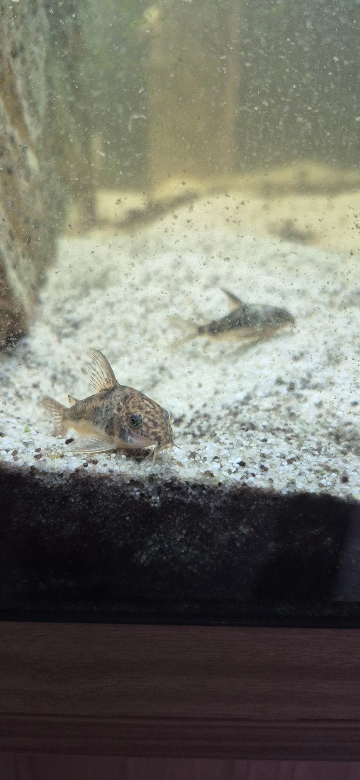 corydoras 3 stuks, Dieren en Toebehoren, Vis, Zoetwatervis, Schoolvis