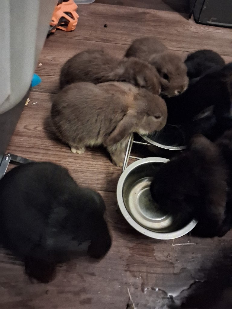 5 baby konijnen 2 maand oud, Dieren en Toebehoren, Geslacht onbekend, Middelgroot, Hangoor, 0 tot 2 jaar