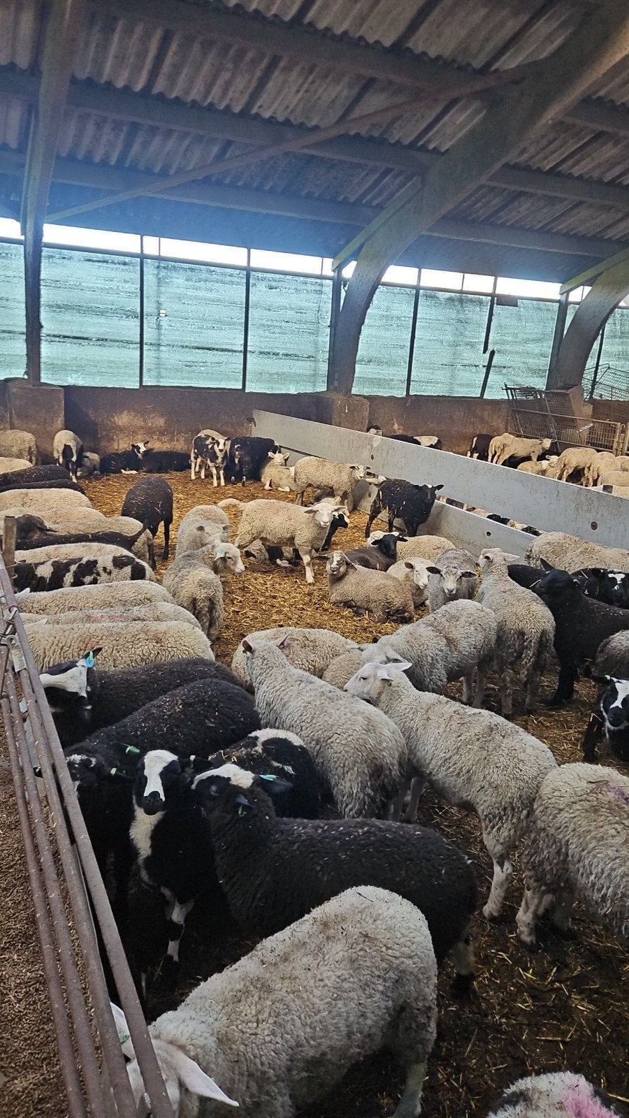 Mooie ooien voor de fokkerij, Dieren en Toebehoren, Schapen, Geiten en Varkens, Vrouwelijk, Schaap