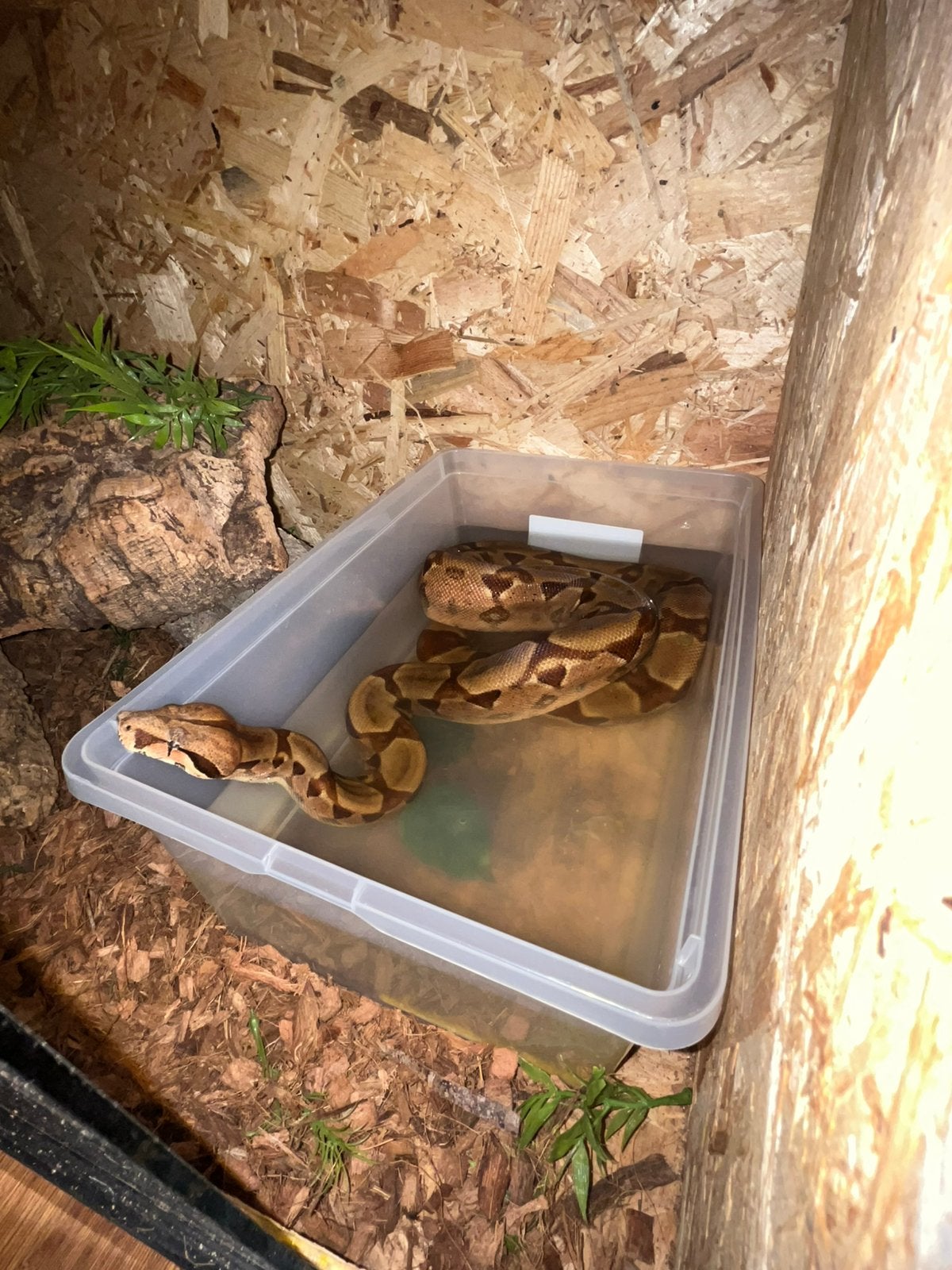Boa constrictor met terrarium Boa Constrictor - male for sale from Dominik Gal