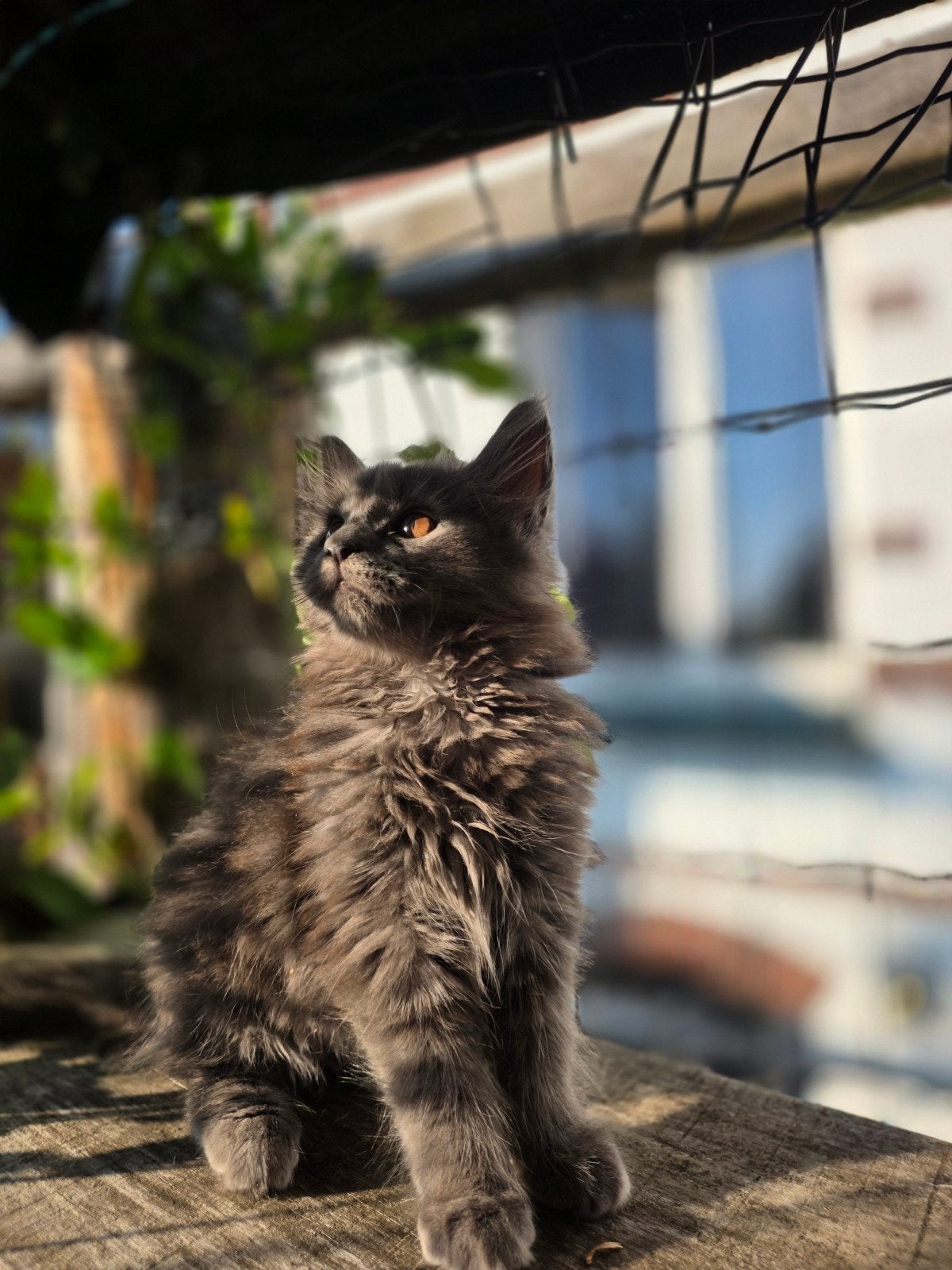 Aanhankelijke Maine Coon kitten XXL, Poes, Ontwormd, 0 tot 2 jaar