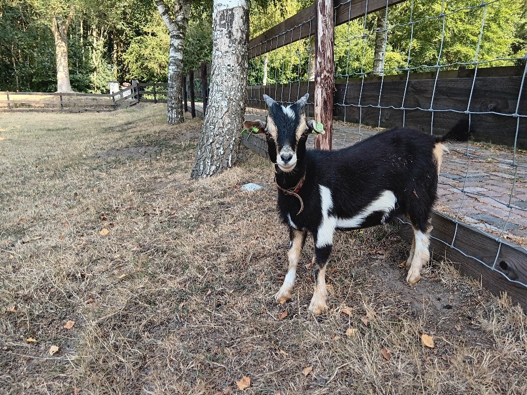 dwerg bok, Dieren en Toebehoren, Mannelijk, Geit, 0 tot 2 jaar