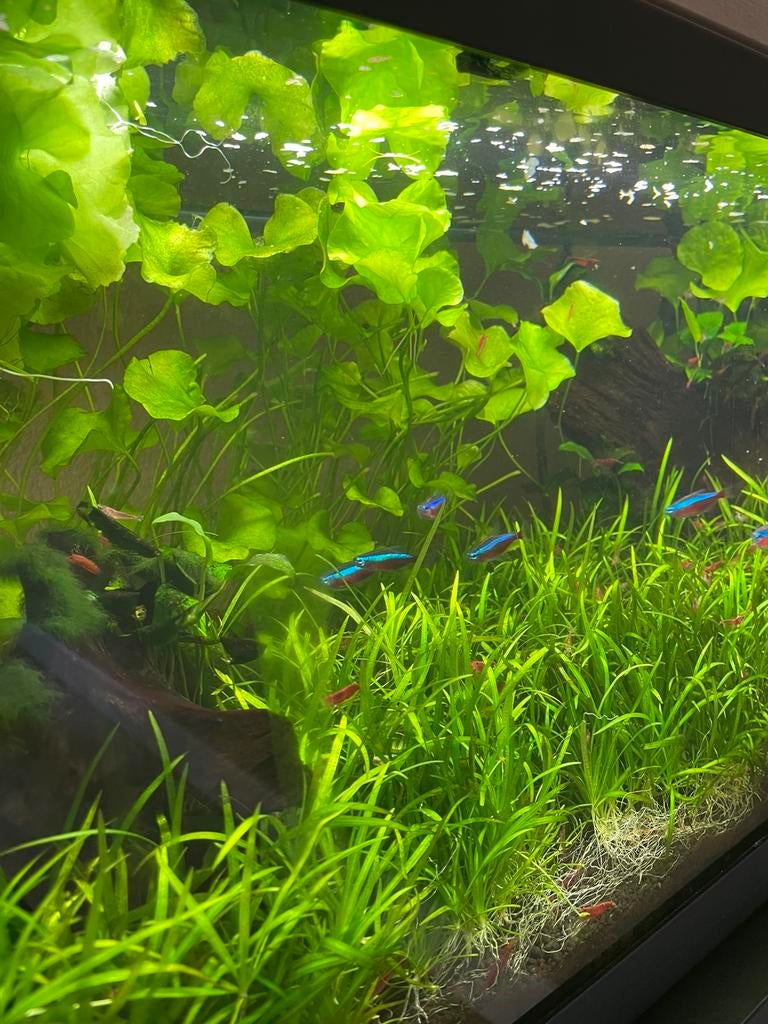 Nymphoides hydrophylla 'Taiwan' (aquariumplant), Overige typen, Zoetwatervis
