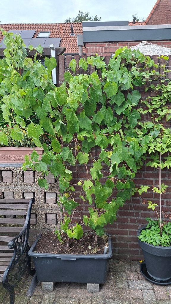 Druivenstruik, Ophalen, Volle zon, Vaste plant, Zomer