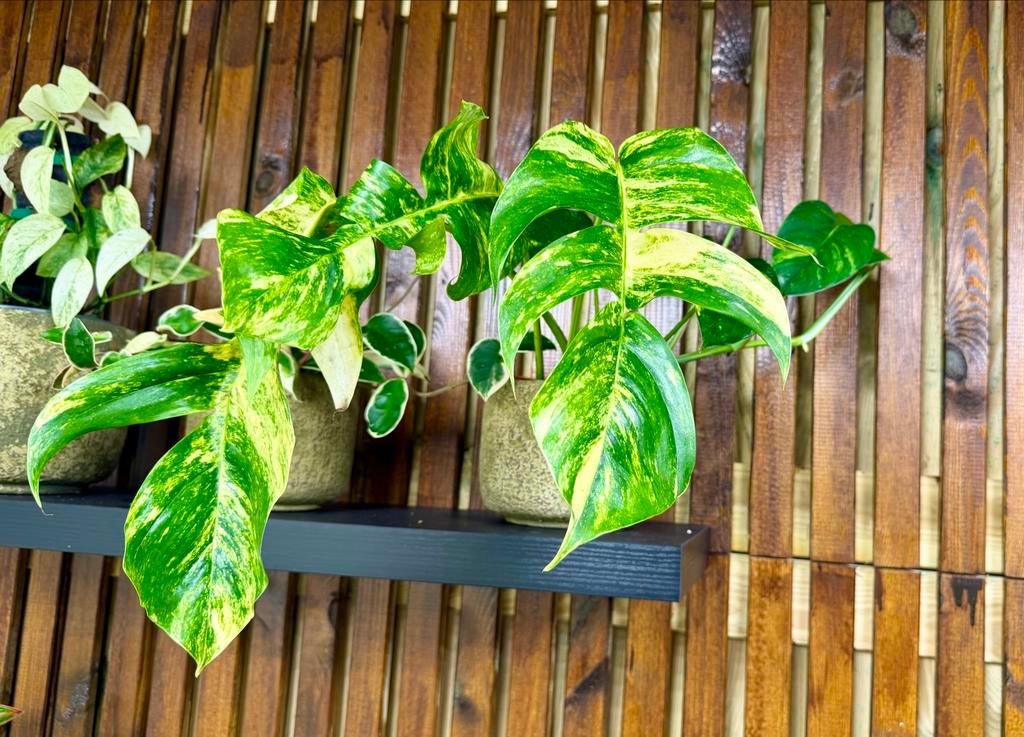 Epipremnum Golden Flame p12, Huis en Inrichting, Kamerplanten, Overige soorten, In pot, Minder dan 100 cm, Groene kamerplant