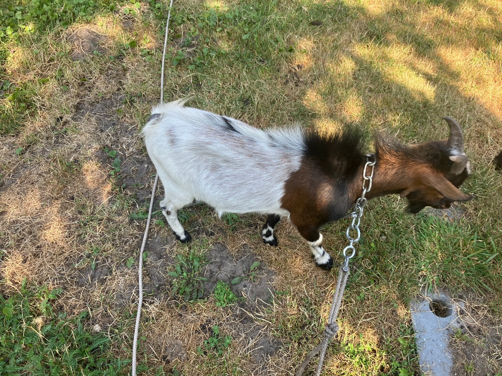 Dwerg bok, Dieren en Toebehoren, Mannelijk, Geit, 0 tot 2 jaar