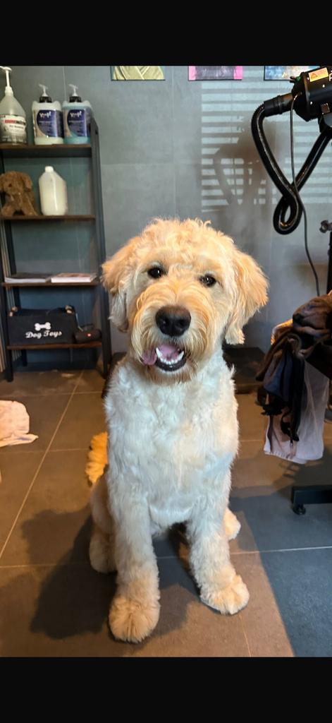 Goldendoodle reu (geboren 18 mei 2025), Dieren en Toebehoren, Honden | Retrievers, Spaniëls en Waterhonden, Reu, Overige rassen