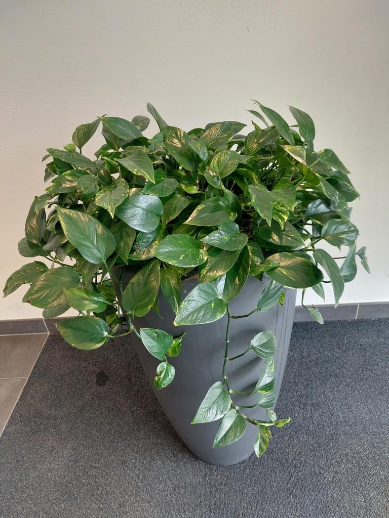 Scindapsus aureum, Ophalen, Halfschaduw, Minder dan 100 cm