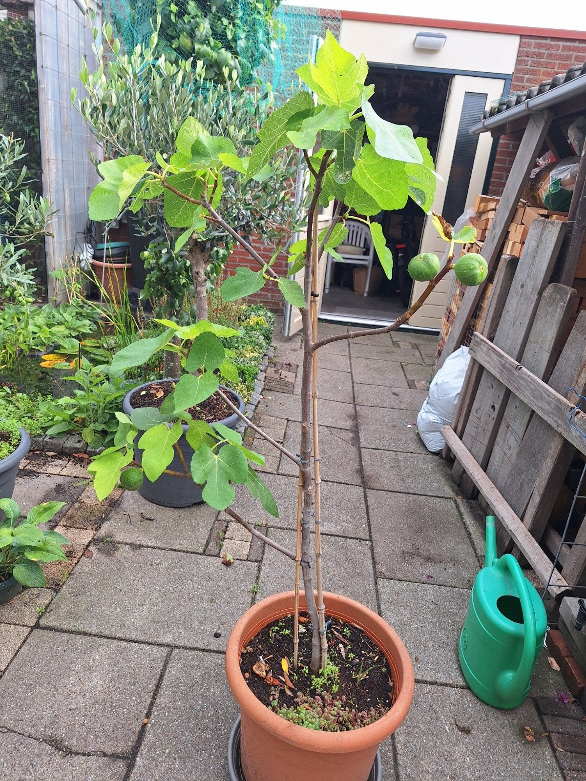vijgenboom 140 cm met pot, Tuin en Terras, Bloeit niet, Overige soorten, 100 tot 250 cm, Ophalen