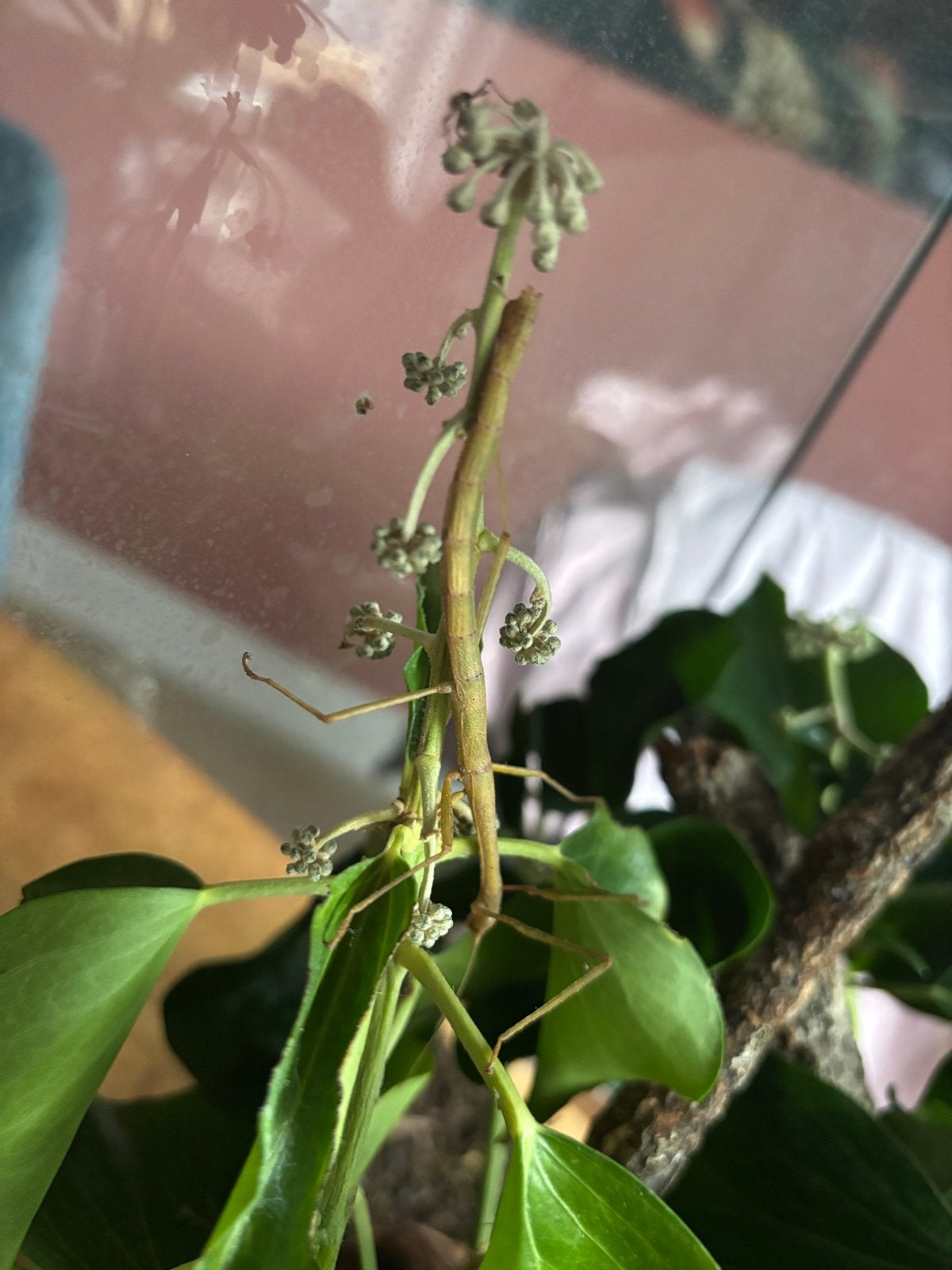 Baby wandelende takjes, Dieren en Toebehoren, Insecten en Spinnen, Wandelende tak