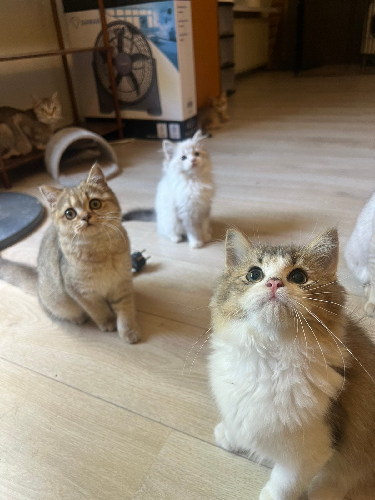 Ragdoll kittens en Britse Korthaar kittens, Meerdere dieren, Ontwormd