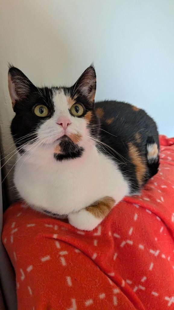 Mollie zoekt een nieuw huisje!, Poes