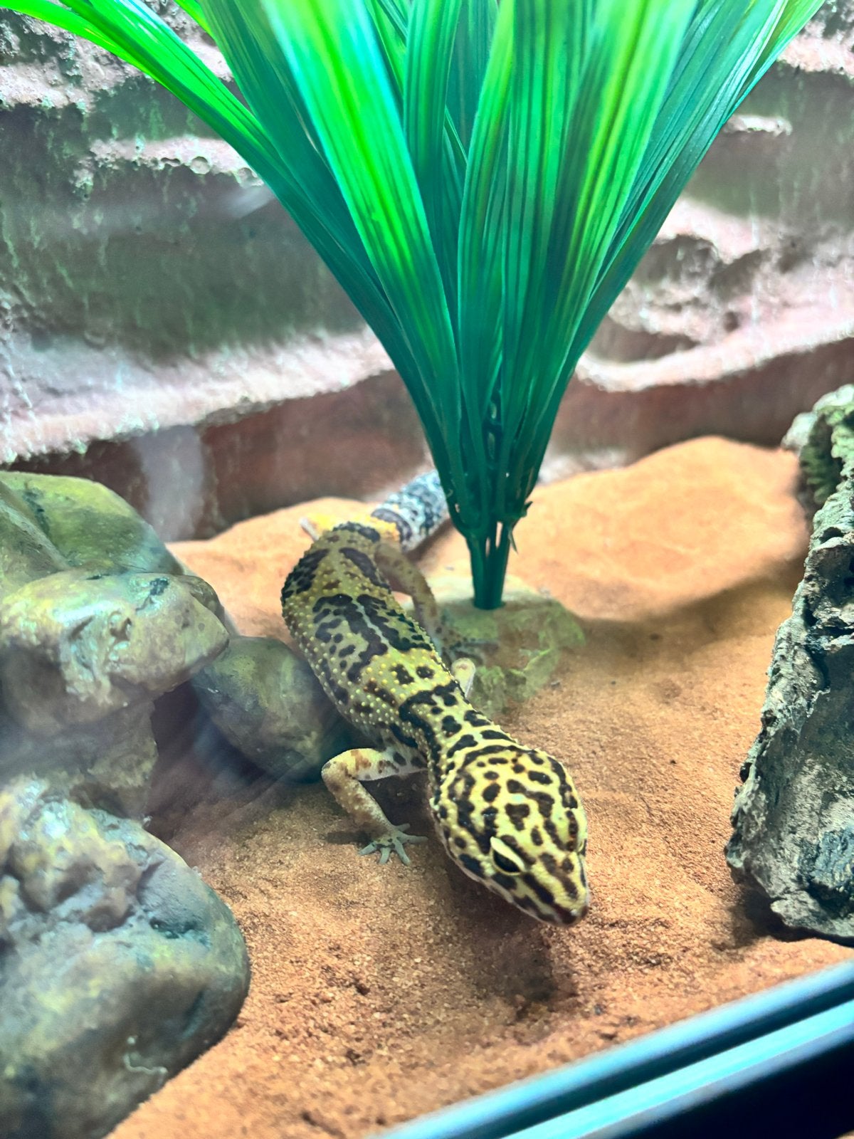 Luipaardgekko Leopard Gecko - unknown for sale from Theo