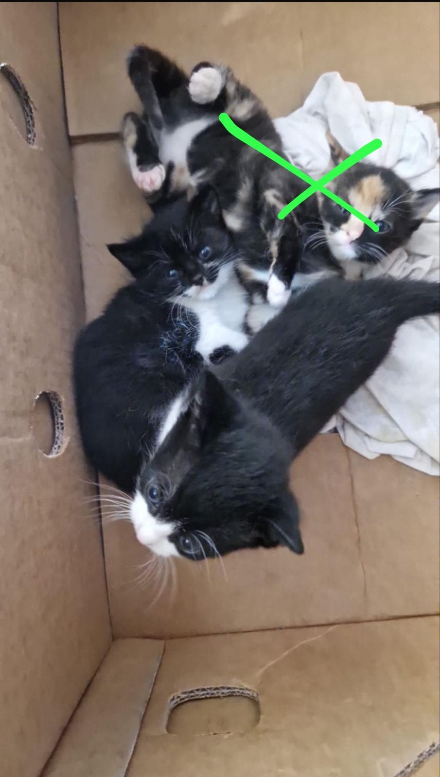 Kittens gratis af te halen, Dieren en Toebehoren