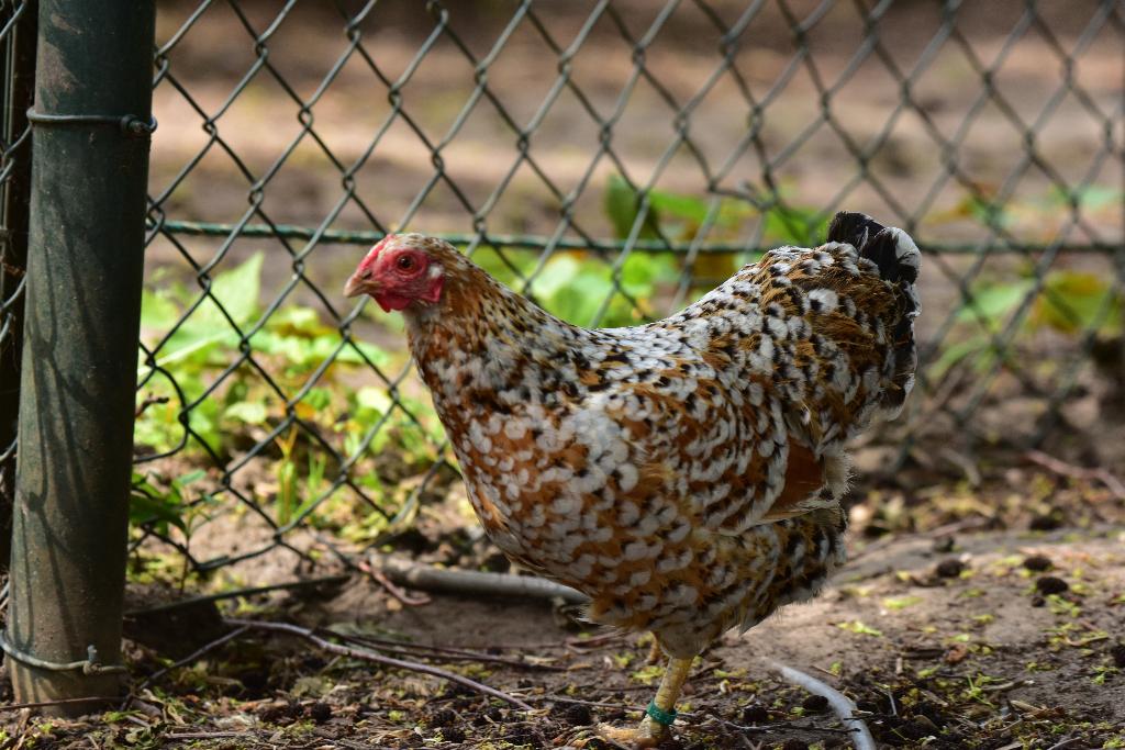 trio wyandotte goud gezoomd (okergepareld), Meerdere dieren, Kip
