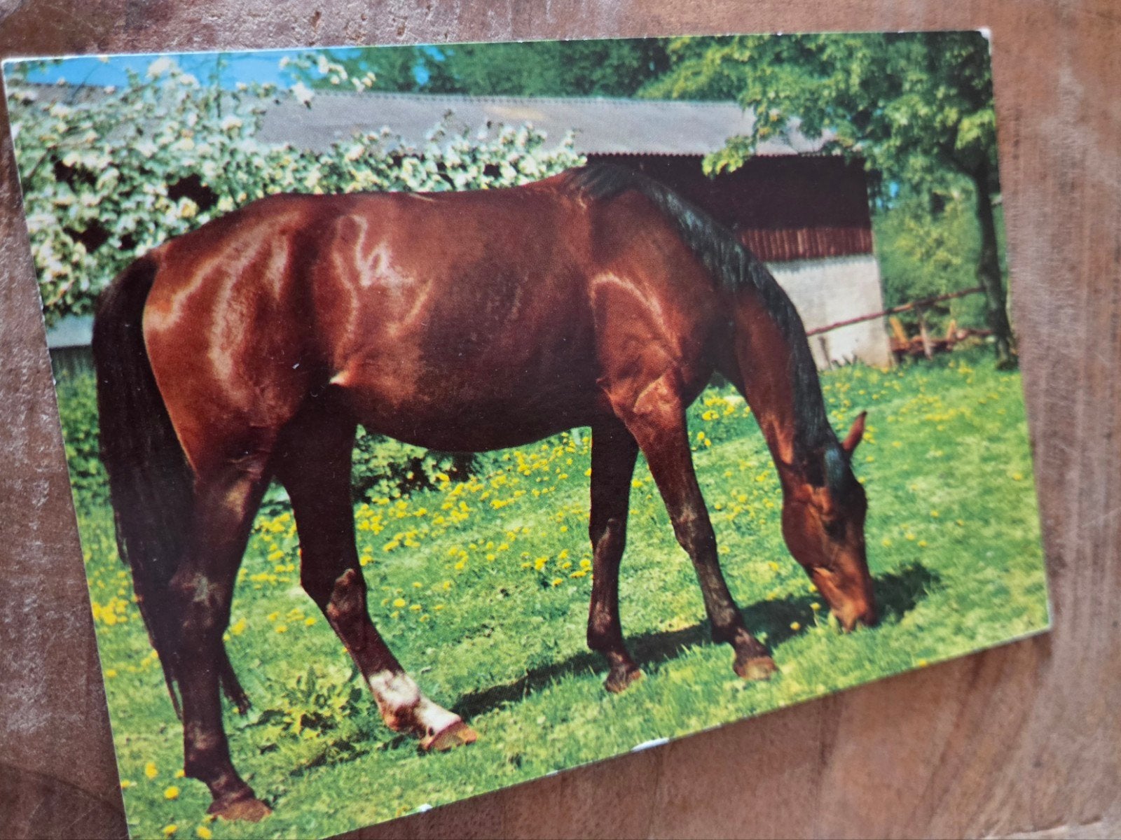 Oude ansichtkaart: Paard in de wei (Gelopen), Verzamelen, Verzenden, 1980 tot heden, Gelopen, Paard