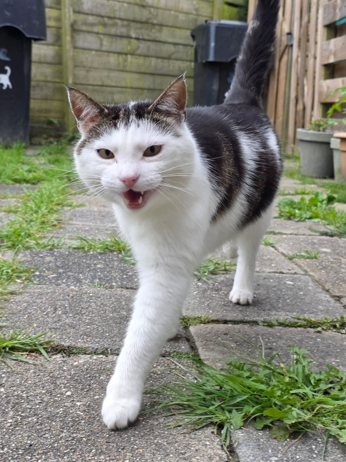 Rasputin vermist, Dieren en Toebehoren, Kat