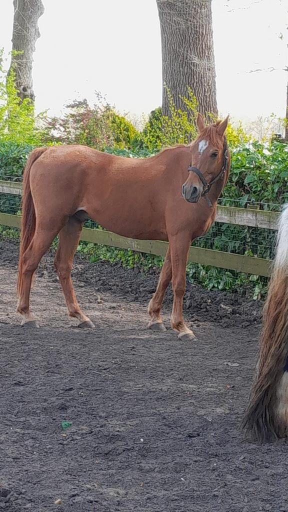 Pony 154 m. Braaf gereden. 11 jaar ruin, Hengst