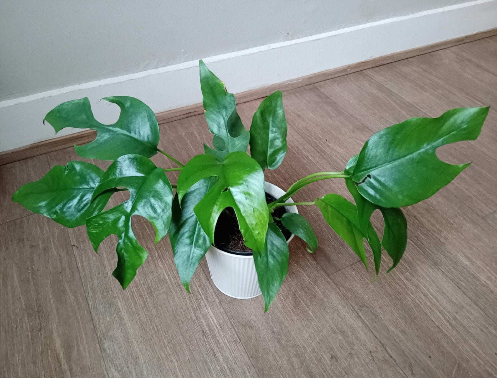 kamerplant 30cm   Monstera minima, Ophalen, Overige soorten, Halfschaduw, In pot