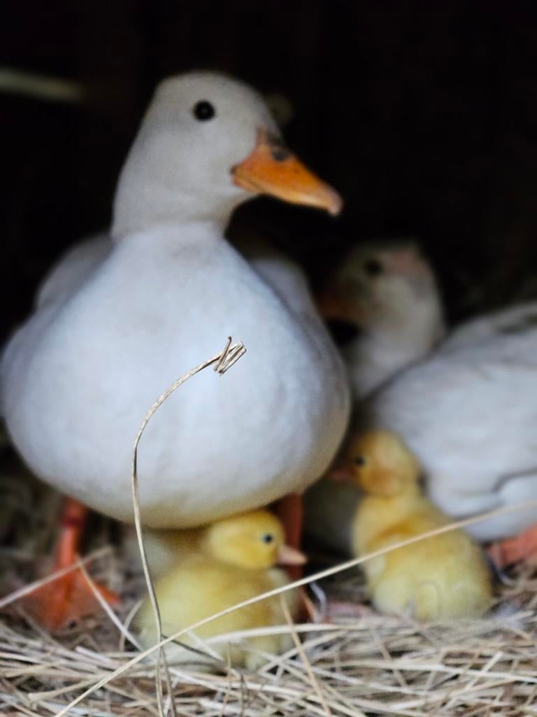 Witte kwakertjes, eendjes, Eend