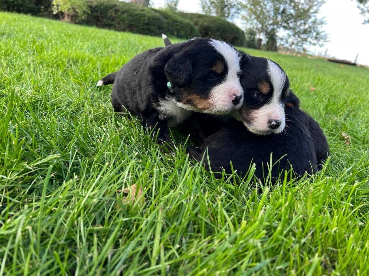 Prachtige Berner Sennen pups, Overige rassen, 8 tot 15 weken, Meerdere, Meerdere dieren