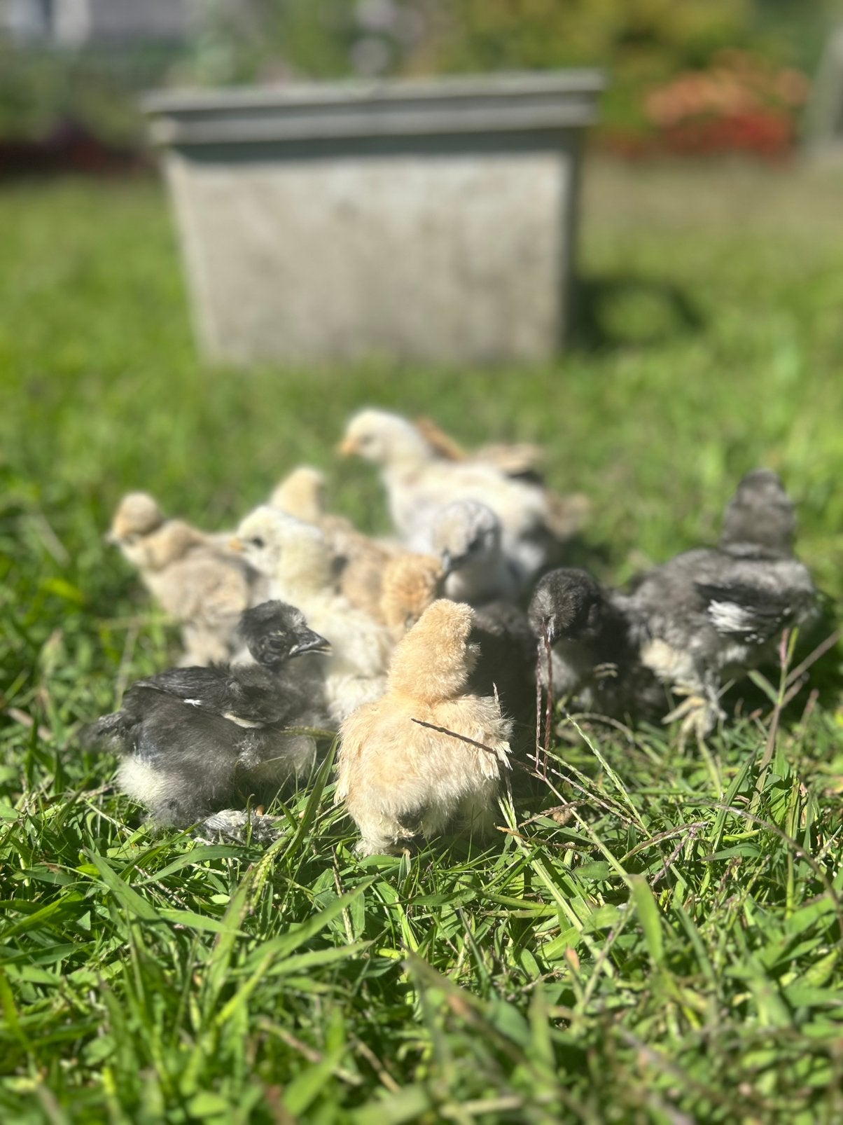 Usa zijdehoen en baardkuihoen kuikens, Dieren en Toebehoren, Geslacht onbekend, Kip