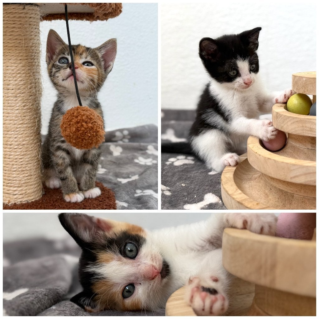 3 lieve kittens te koop, Meerdere dieren, Kortharig, 0 tot 2 jaar