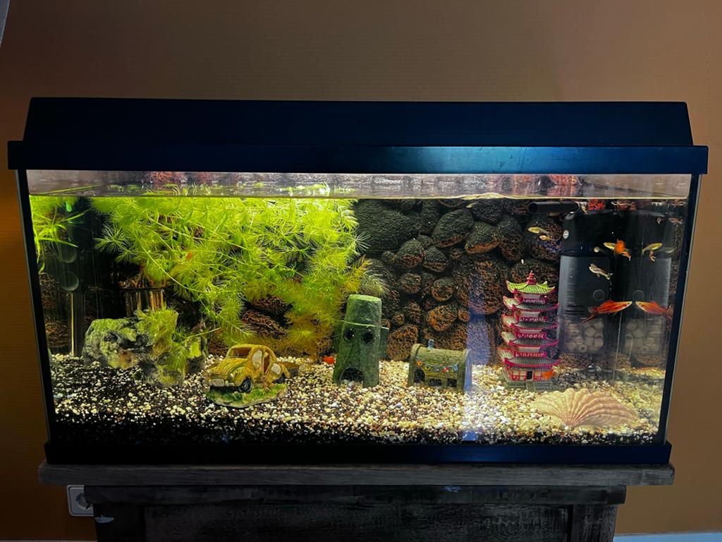 Compleet aquarium met allerlei extra’s, Ophalen, Gebruikt, Gevuld zoetwateraquarium