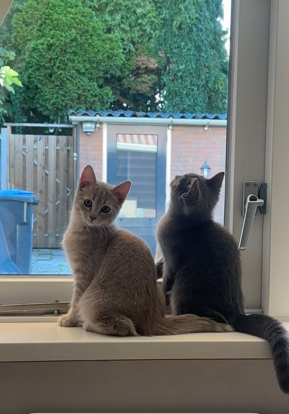 Britse korthaar x Ragdoll blue lynx kittens, Dieren en Toebehoren, Kater, Gechipt