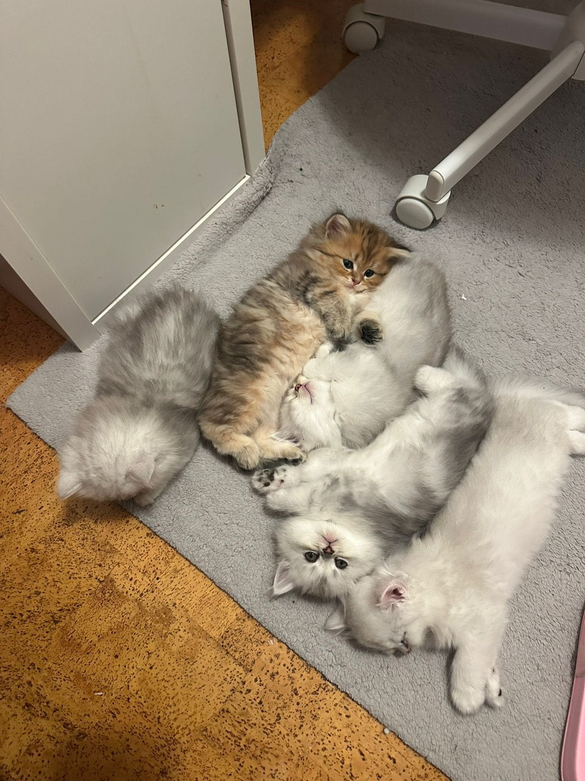 British Longhair cat, Meerdere dieren, 0 tot 2 jaar
