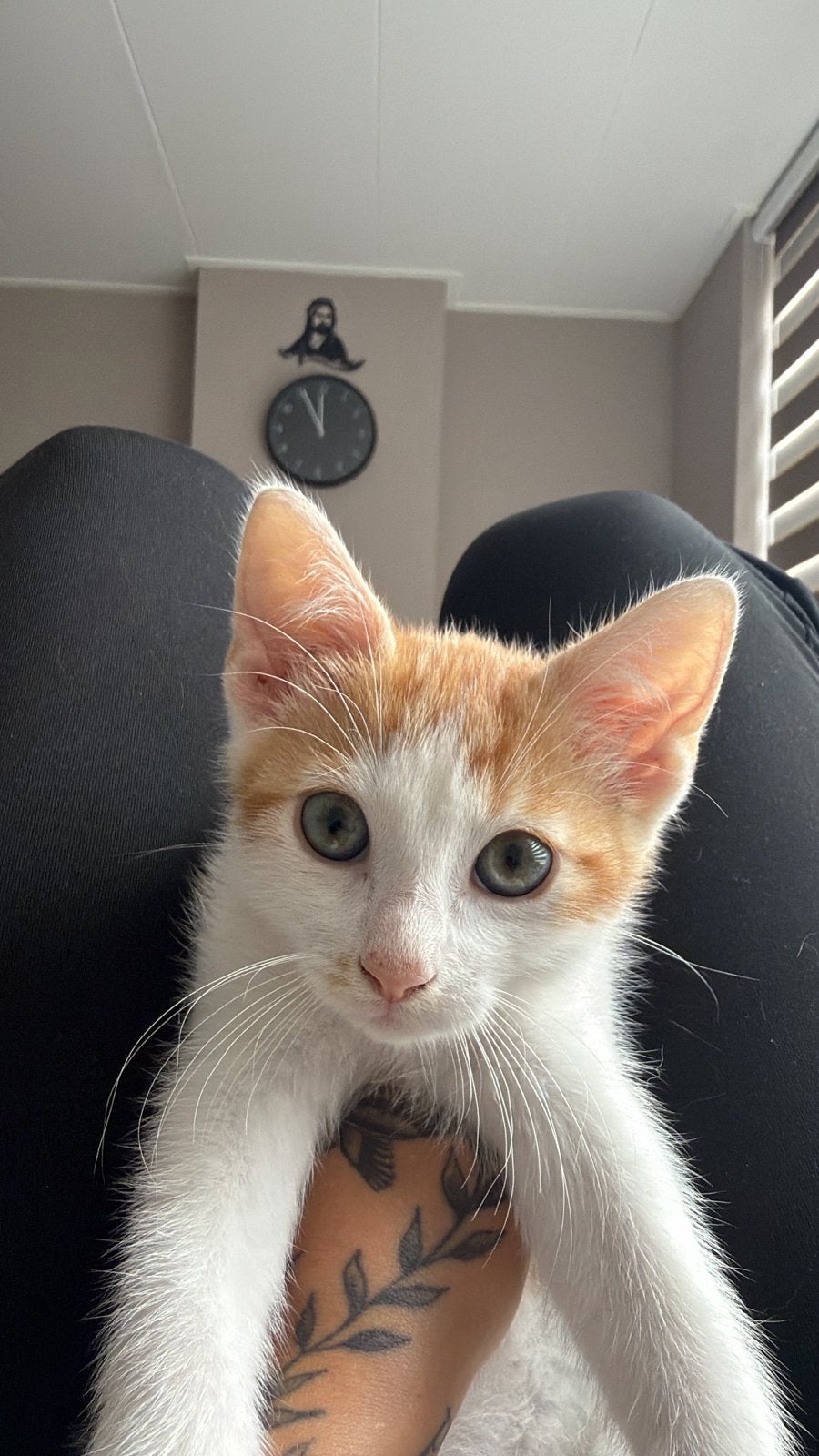 Kitten