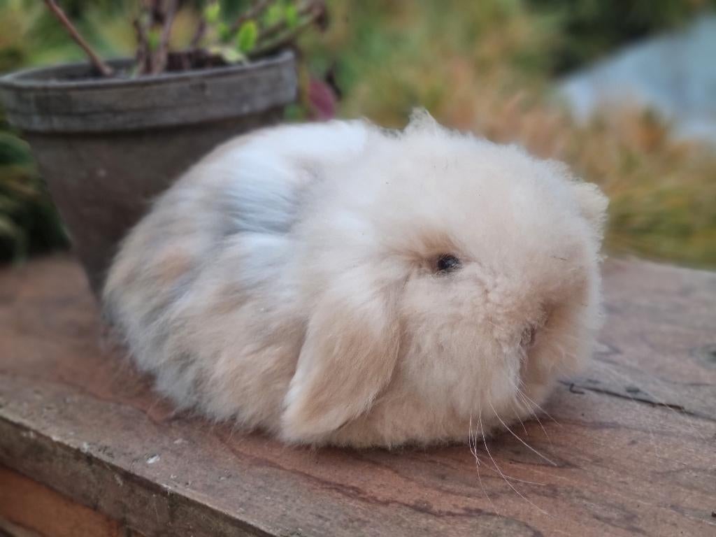 Teddywidder dwerghangoor baby konijn, Dieren en Toebehoren, Konijnen, Mannelijk, Dwerg, 0 tot 2 jaar