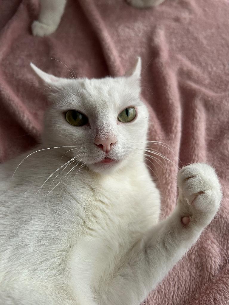 Witte poes, Poes, Kortharig, 3 tot 5 jaar
