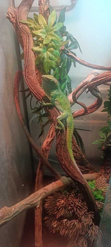 Anolis Garmani, Dieren en Toebehoren, Reptielen en Amfibieën, Hagedis, 3 tot 6 jaar