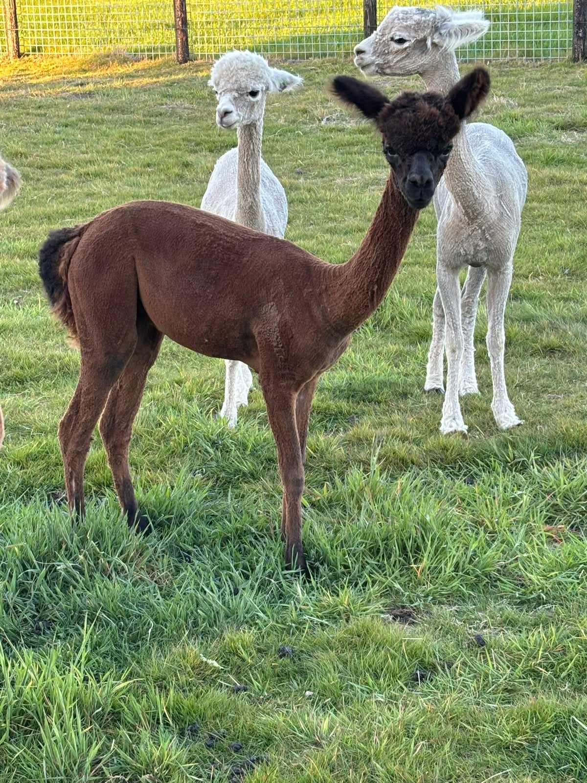 Alpaca hengst, Dieren en Toebehoren, Overige Dieren, Mei, Mannelijk