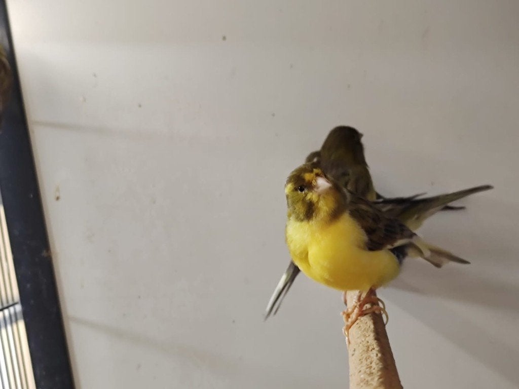 Mooie kanaries | Mannen en poppen, veel keuze!, Dieren en Toebehoren, Vogels | Kanaries, Meerdere dieren, Kleurkanarie