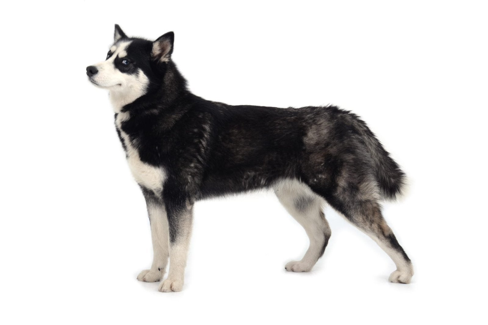 Lieve pomsky zoekt goude mandje, Dieren en Toebehoren, Parvo, Overige rassen, Teef, Eén hond
