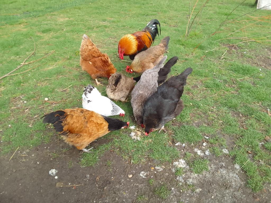 8 kippen en 1 haan, Dieren en Toebehoren, Pluimvee, Meerdere dieren, Kip