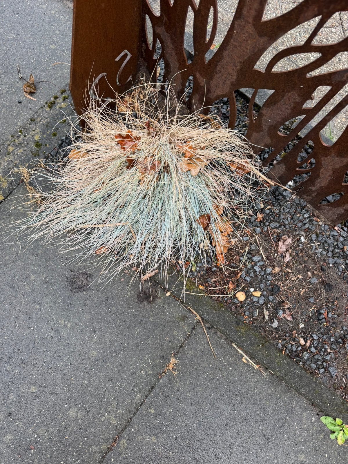 Gratis af te halen blauw schapengras, Tuin en Terras, Planten | Tuinplanten, Ophalen, Overige soorten, Volle zon