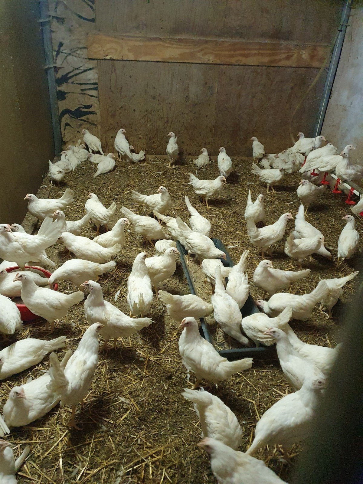 Partij witte legkippen / leghennen, Vrouwelijk, Kip