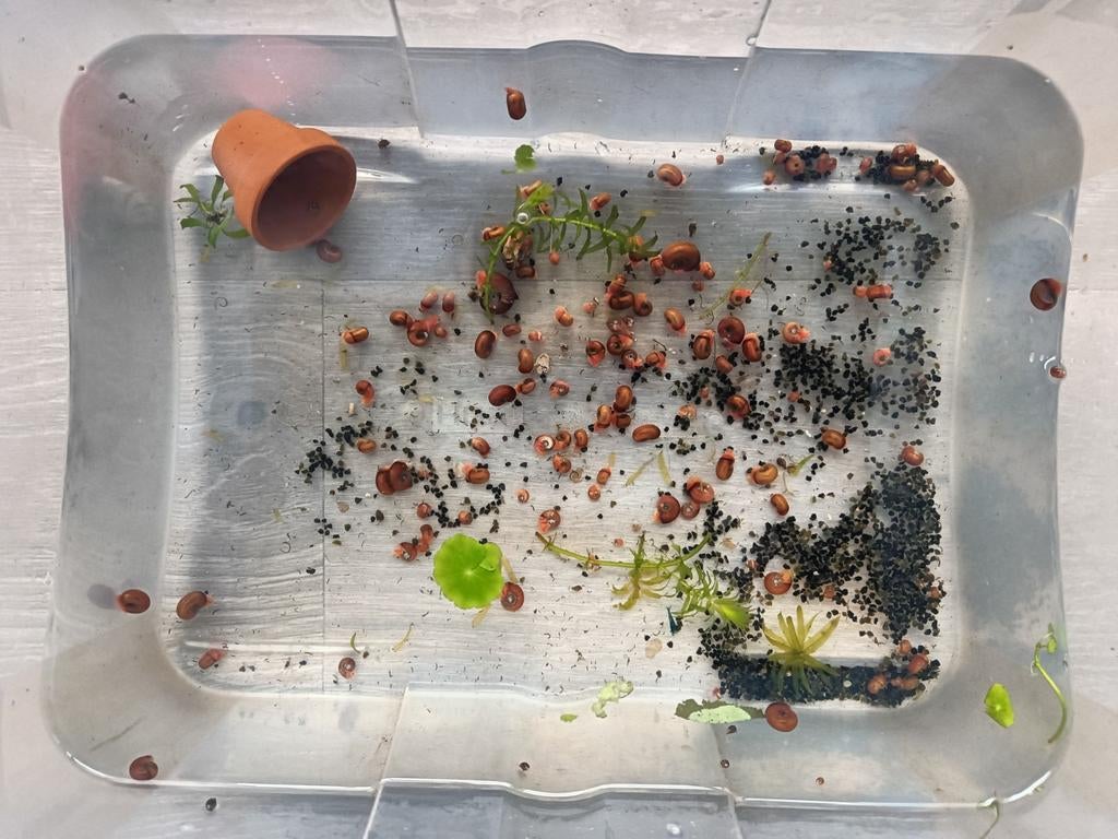 Heel veel ramshoorn slakken, zsm ophalen, aquarium / vijver, Dieren en Toebehoren, Vissen | Aquariumvissen, Slak of Weekdier, Zoetwatervis
