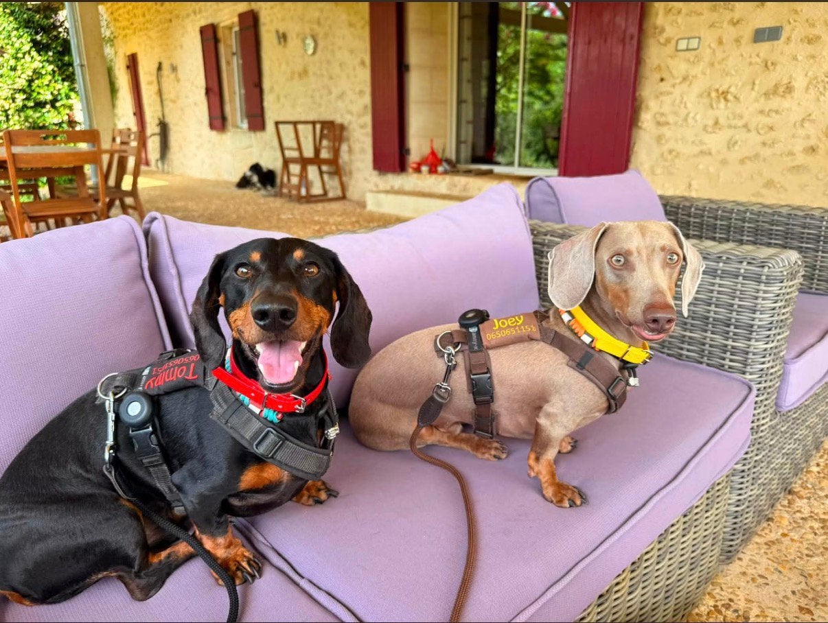 Gezocht honden oppas, Particuliere oppas