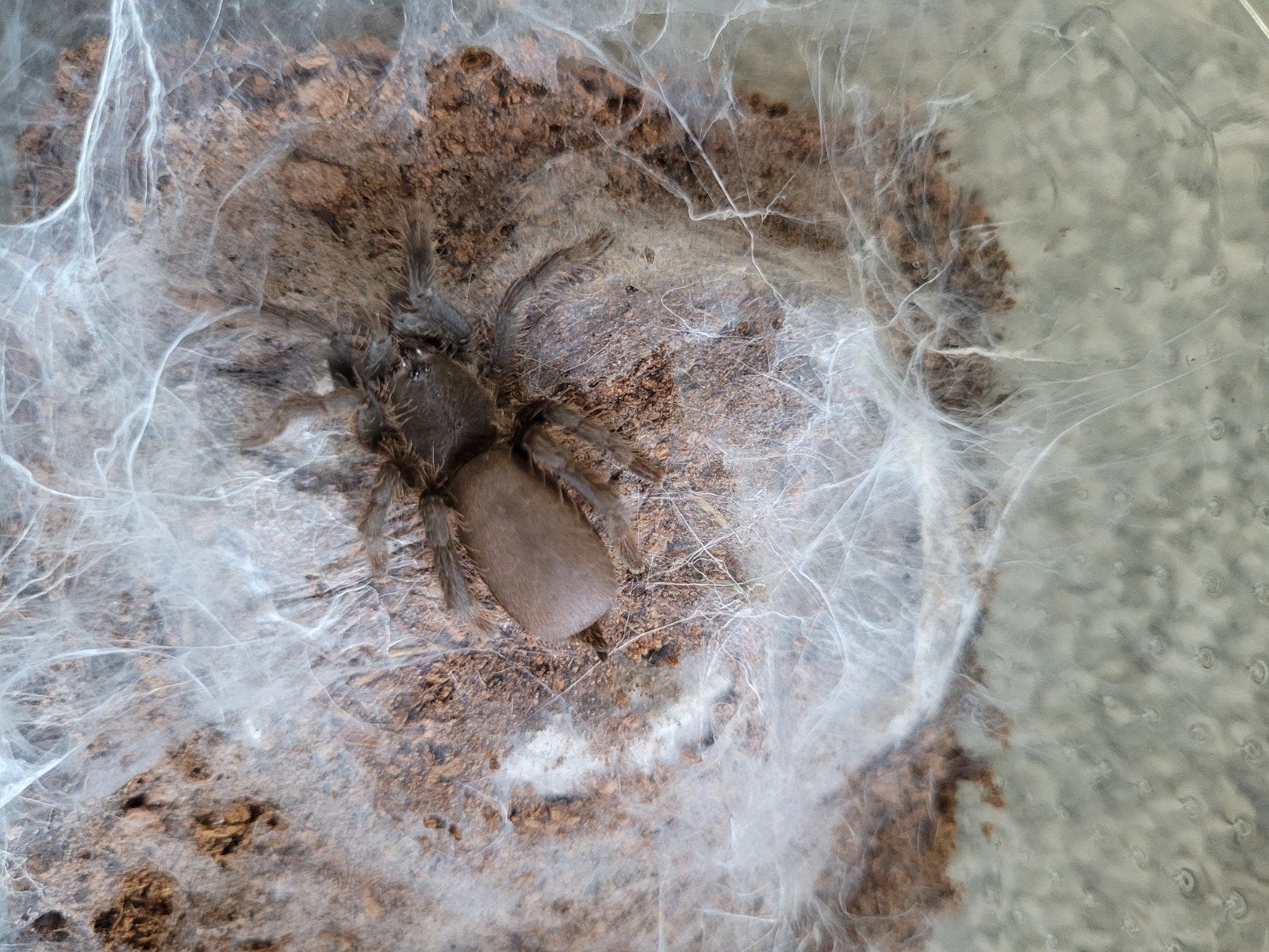H. Gigas tarantula vogelspin