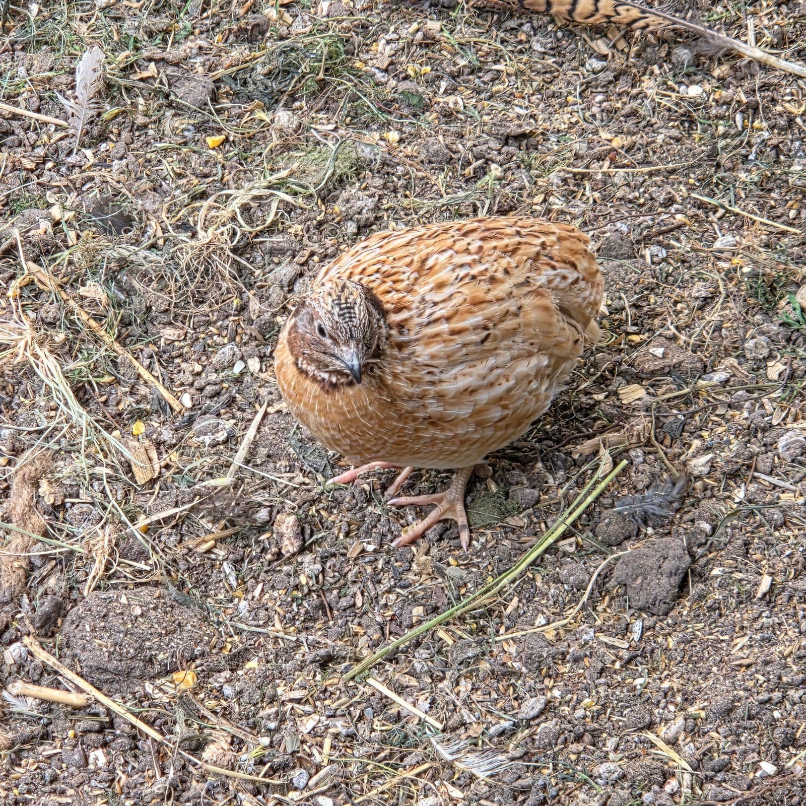 Kwartels te koop, Meerdere dieren
