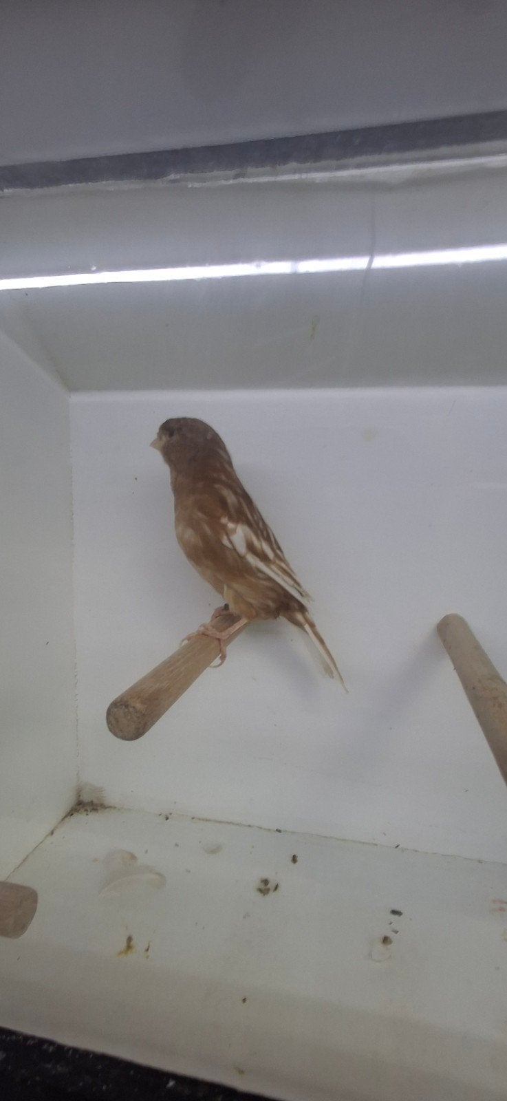 gezocht of ruilen van T.T. waardige phaeo  kanarie, Dieren en Toebehoren, Meerdere dieren, Kleurkanarie
