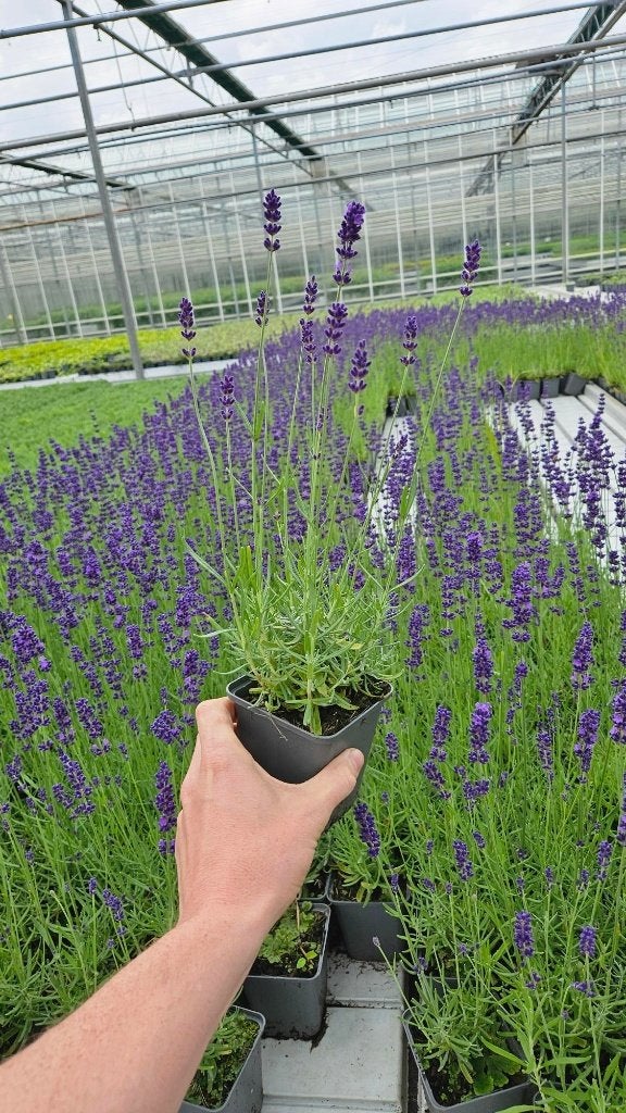 Lavandula hidcote - Lavendel - met knop - prachtig, Ophalen of Verzenden, Vaste plant, Bodembedekkers, Volle zon